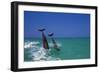 Dolphin-null-Framed Photographic Print