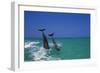 Dolphin-null-Framed Photographic Print