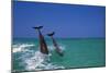 Dolphin-null-Mounted Photographic Print