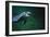 Dolphin-null-Framed Photographic Print