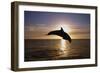 Dolphin-null-Framed Photographic Print