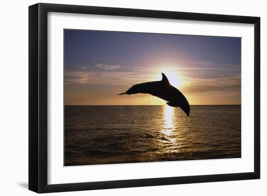 Dolphin-null-Framed Photographic Print