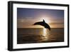 Dolphin-null-Framed Photographic Print