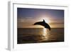 Dolphin-null-Framed Photographic Print