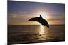 Dolphin-null-Mounted Photographic Print