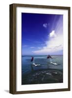 Dolphin-null-Framed Photographic Print