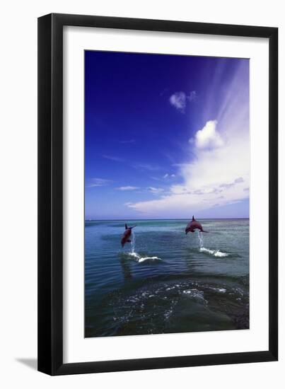 Dolphin-null-Framed Photographic Print
