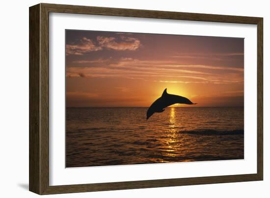 Dolphin-null-Framed Photographic Print