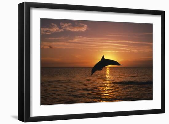 Dolphin-null-Framed Photographic Print