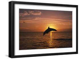 Dolphin-null-Framed Photographic Print