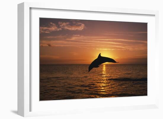 Dolphin-null-Framed Photographic Print