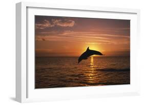 Dolphin-null-Framed Photographic Print