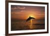 Dolphin-null-Framed Photographic Print