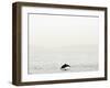 Dolphin-Toula Mavridou-Messer-Framed Photographic Print