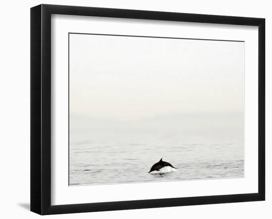 Dolphin-Toula Mavridou-Messer-Framed Photographic Print