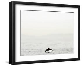 Dolphin-Toula Mavridou-Messer-Framed Photographic Print