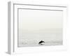 Dolphin-Toula Mavridou-Messer-Framed Photographic Print