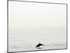 Dolphin-Toula Mavridou-Messer-Mounted Photographic Print