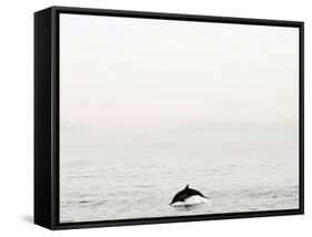 Dolphin-Toula Mavridou-Messer-Framed Stretched Canvas