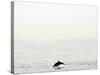 Dolphin-Toula Mavridou-Messer-Stretched Canvas