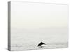 Dolphin-Toula Mavridou-Messer-Stretched Canvas