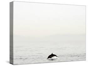 Dolphin-Toula Mavridou-Messer-Stretched Canvas