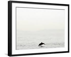 Dolphin-Toula Mavridou-Messer-Framed Photographic Print