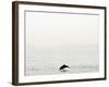 Dolphin-Toula Mavridou-Messer-Framed Photographic Print