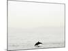 Dolphin-Toula Mavridou-Messer-Mounted Photographic Print