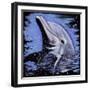 Dolphin-null-Framed Art Print