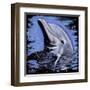 Dolphin-null-Framed Art Print