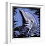 Dolphin-null-Framed Art Print