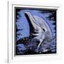 Dolphin-null-Framed Art Print