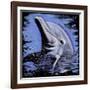 Dolphin-null-Framed Art Print