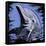 Dolphin-null-Framed Stretched Canvas