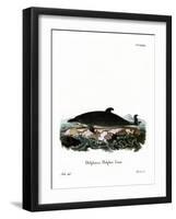 Dolphin-null-Framed Giclee Print