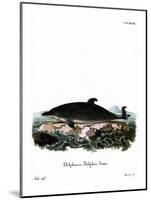 Dolphin-null-Mounted Giclee Print