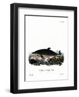 Dolphin-null-Framed Premium Giclee Print