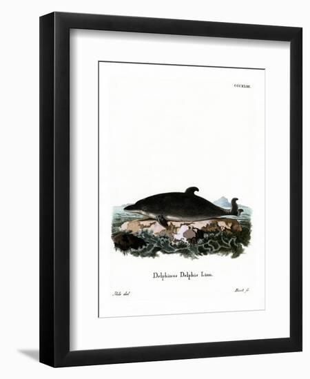 Dolphin-null-Framed Premium Giclee Print