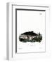 Dolphin-null-Framed Premium Giclee Print