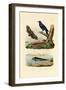 Dolphinfish, 1833-39-null-Framed Giclee Print