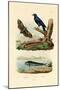 Dolphinfish, 1833-39-null-Mounted Giclee Print