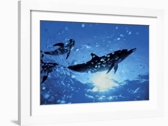 Dolphins, Bahamas-Dale Sanders-Framed Art Print