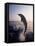 Dolphins Jumping in the Ocean-Stuart Westmorland-Framed Stretched Canvas