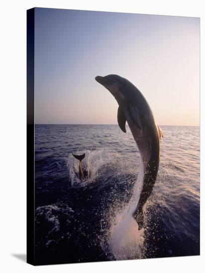 Dolphins Jumping in the Ocean-Stuart Westmorland-Stretched Canvas