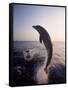 Dolphins Jumping in the Ocean-Stuart Westmorland-Framed Stretched Canvas