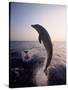 Dolphins Jumping in the Ocean-Stuart Westmorland-Stretched Canvas