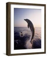 Dolphins Jumping in the Ocean-Stuart Westmorland-Framed Photographic Print