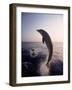 Dolphins Jumping in the Ocean-Stuart Westmorland-Framed Photographic Print