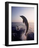 Dolphins Jumping in the Ocean-Stuart Westmorland-Framed Photographic Print